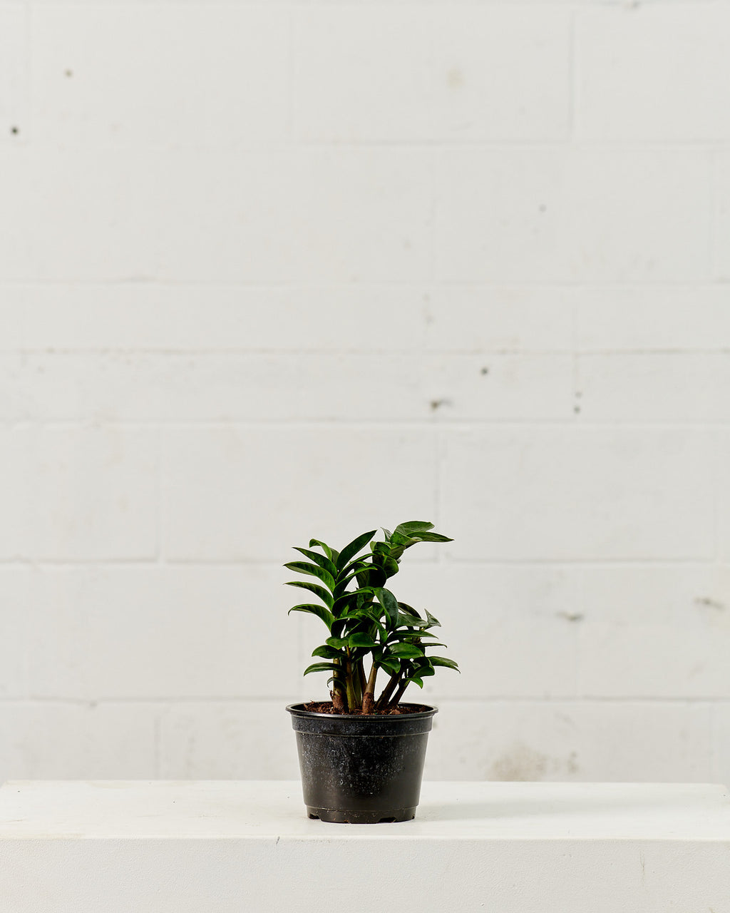 ZZ Plant Compact Leaf: Zamioculcas zamiifolia 'Zenzi' - 6 inch pot