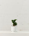 ZZ Plant Compact Leaf: Zamioculcas zamiifolia 'Zenzi' - 6 inch pot