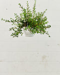 Goldfish Plant: Nematanthus gregarious - 8 inch hanging basket