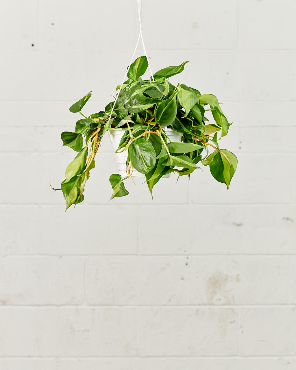 Brasil Heart Leaf: Philodendron cordatum - 8 inch hanging basket