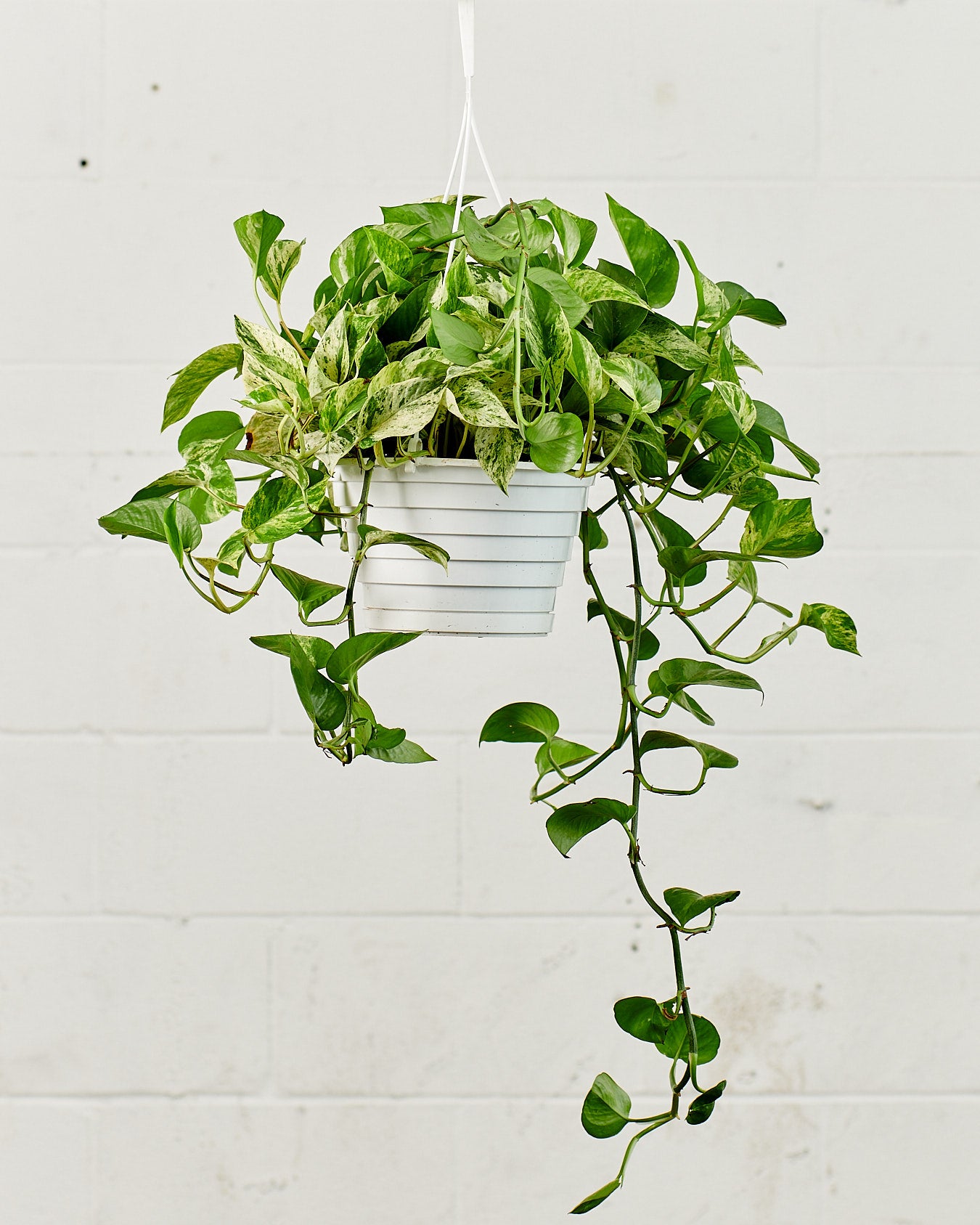 Marble Queen Pothos: Epipremnum aureum - 8 inch hanging basket