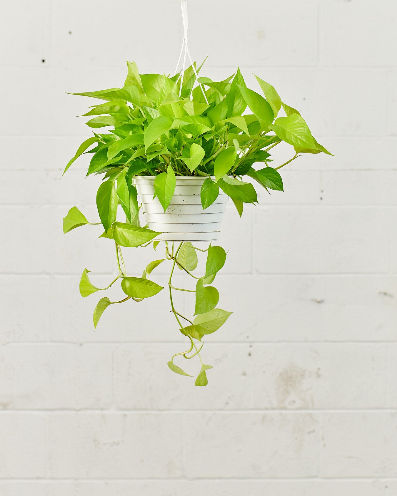 Neon Pothos: Epipremnum aureum - 8 inch hanging basket