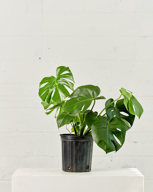 Swiss Cheese Plant: Monstera deliciosa - 8 inch pot - 2 foot tall