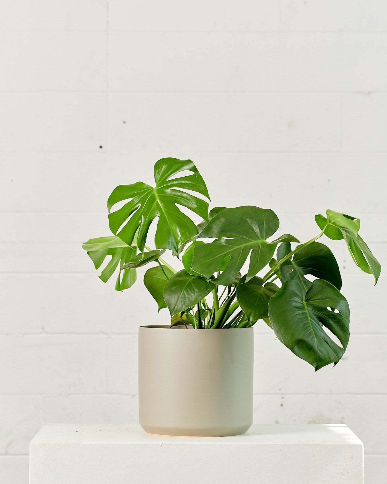 Swiss Cheese Plant: Monstera deliciosa - 8 inch pot - 2 foot tall  Dynasty  Plants