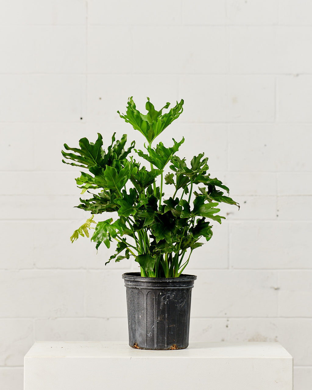 Hope Selloum: Philodendron bipinnatifidum - 8 inch pot - 2-3 foot tall
