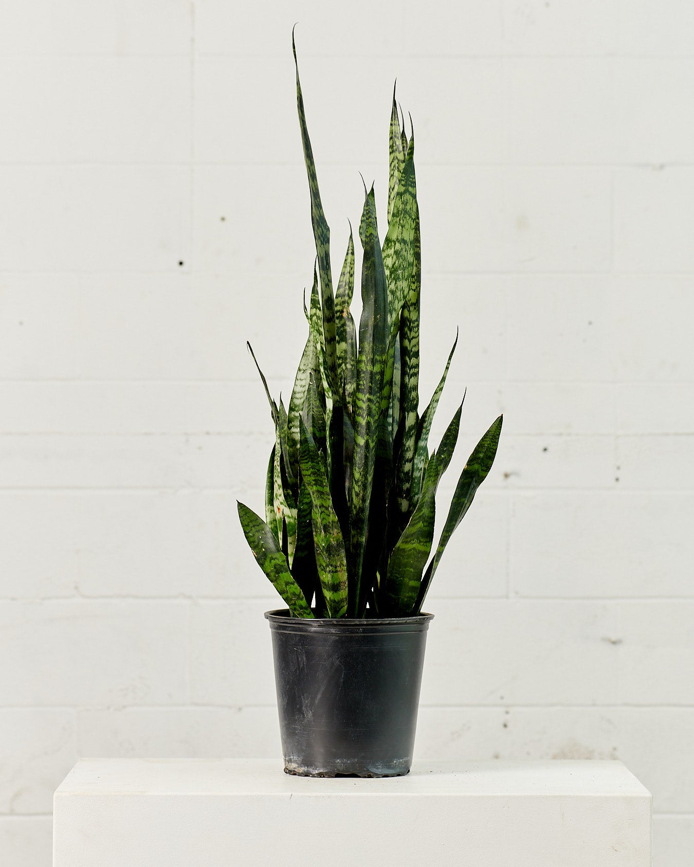 8 inch snake plant Green Snake Plant: Sansevieria trifasciata 'Zeylanica'