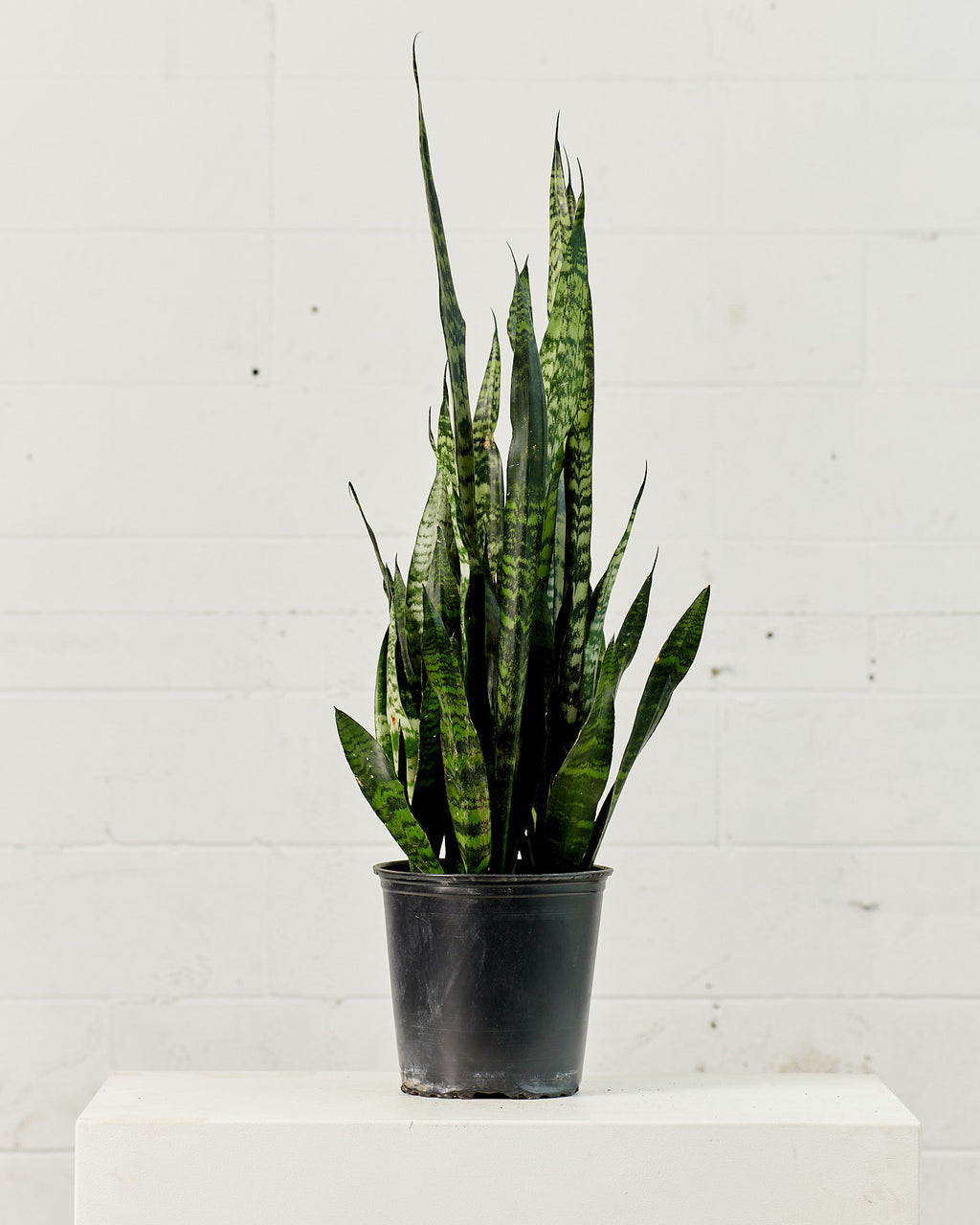 Green Snake Plant: Sansevieria trifasciata 'Zeylanica' - 8 inch pot
