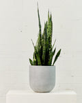 Green Snake Plant: Sansevieria trifasciata 'Zeylanica' - 8 inch pot