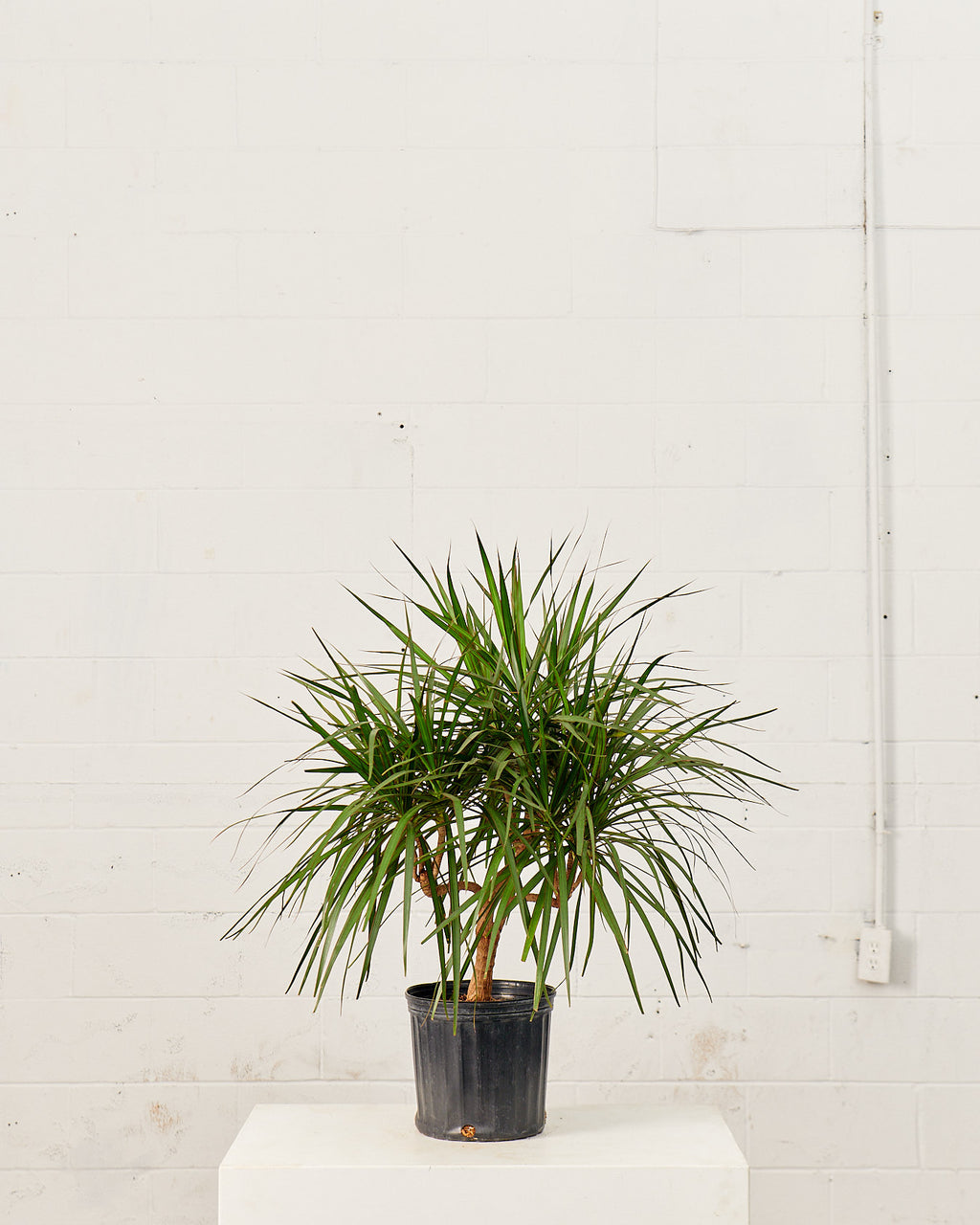 DRACAENA MARGINATA CANDELABRA 10" Grower Pot