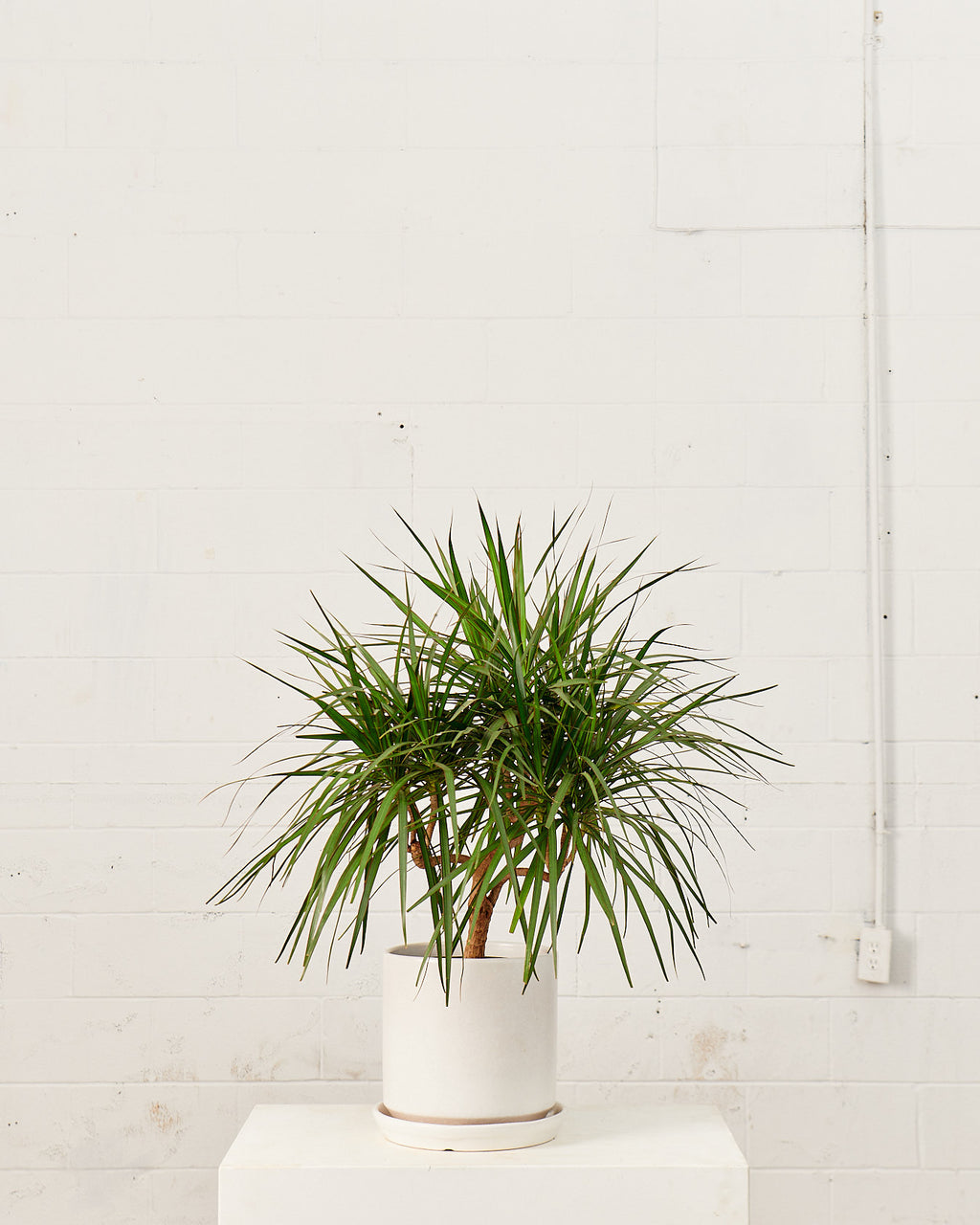 DRACAENA MARGINATA CANDELABRA 10" Grower Pot