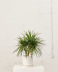 DRACAENA MARGINATA CANDELABRA 10" Grower Pot