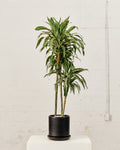 CALIFORNIA PLANTER COLLECTION: MATTE BLACK TWO PIECE CERAMIC Medium 12 Inch