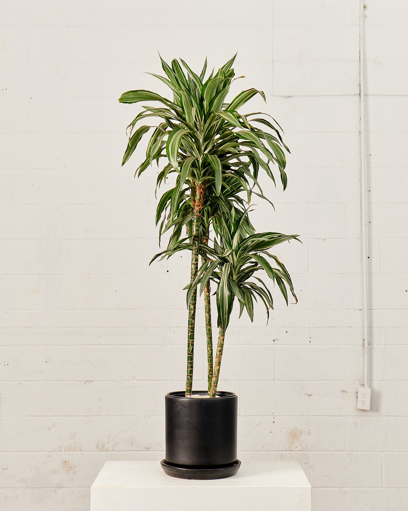 CALIFORNIA PLANTER COLLECTION: MATTE BLACK TWO PIECE CERAMIC Medium 12 Inch