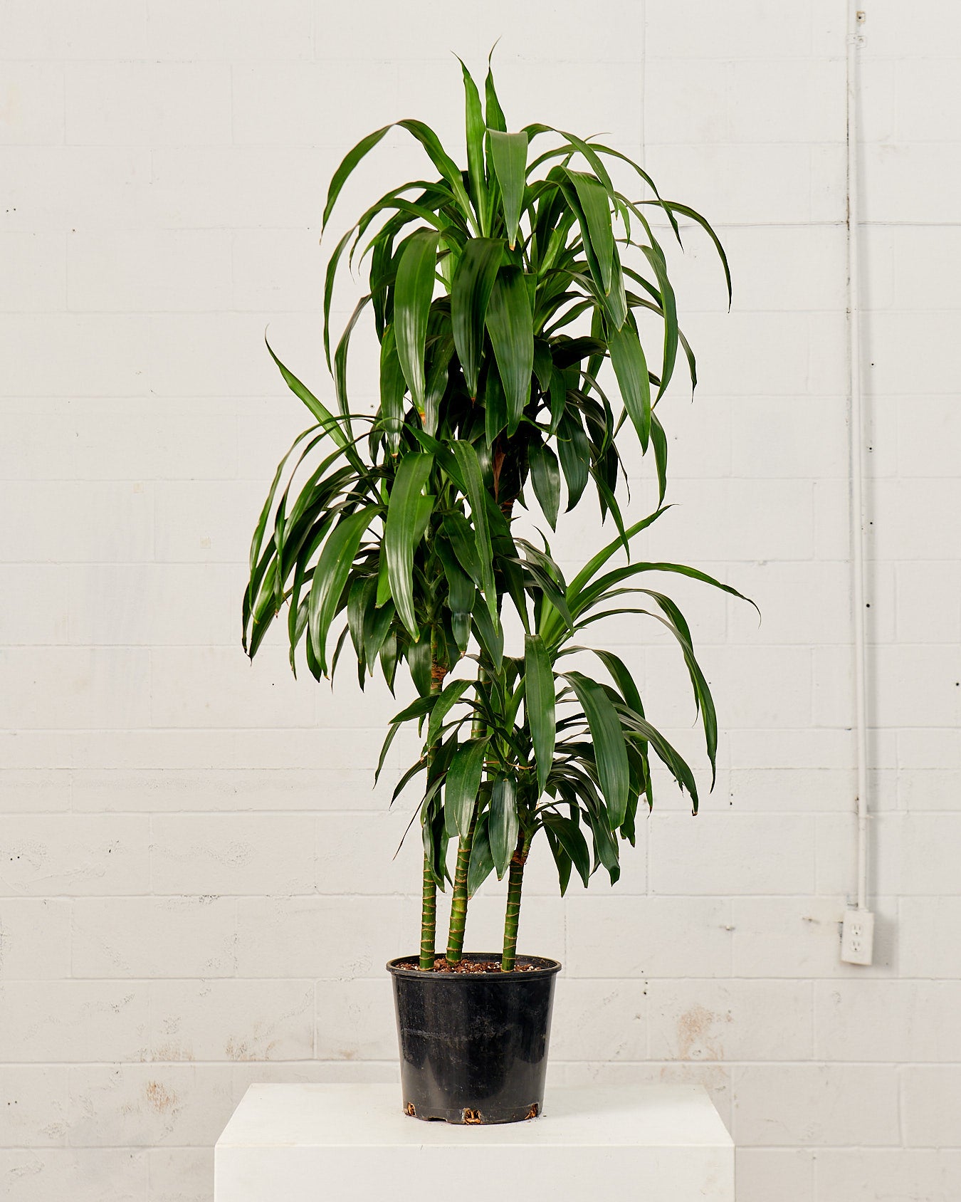 Staggered Elegance Cane: Dracaena fragrans - 10 inch pot - 4-5 foot tall