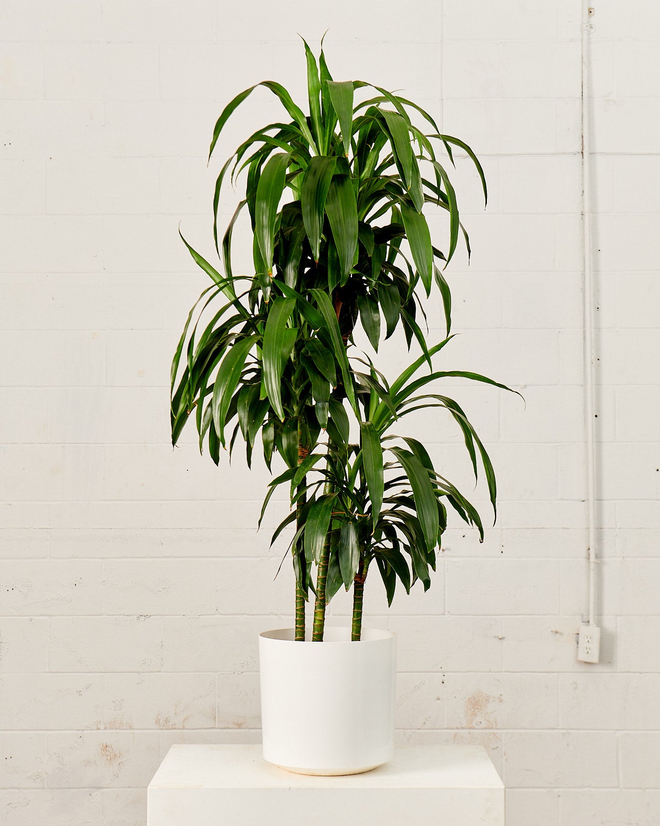 Atlas Plastic Planter in 10 inch | 8 inch Nursery Pot
