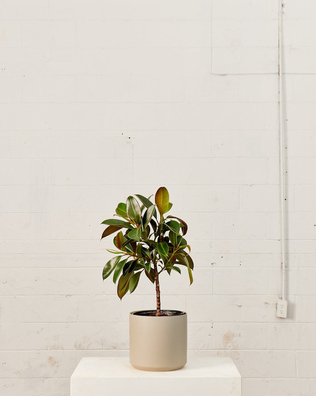 Kendall Ceramic Pot | 10 inch Nursery Pot