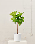The Twelve White Ceramic Cylinder Planter | 12 inch Nursery Pot