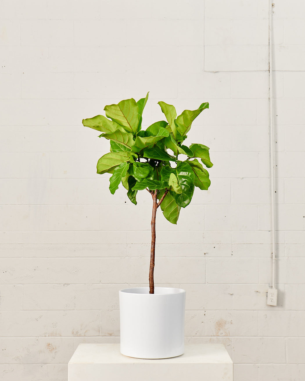 12 Inch REVIVAL CERAMICS - WHITE - Medium
