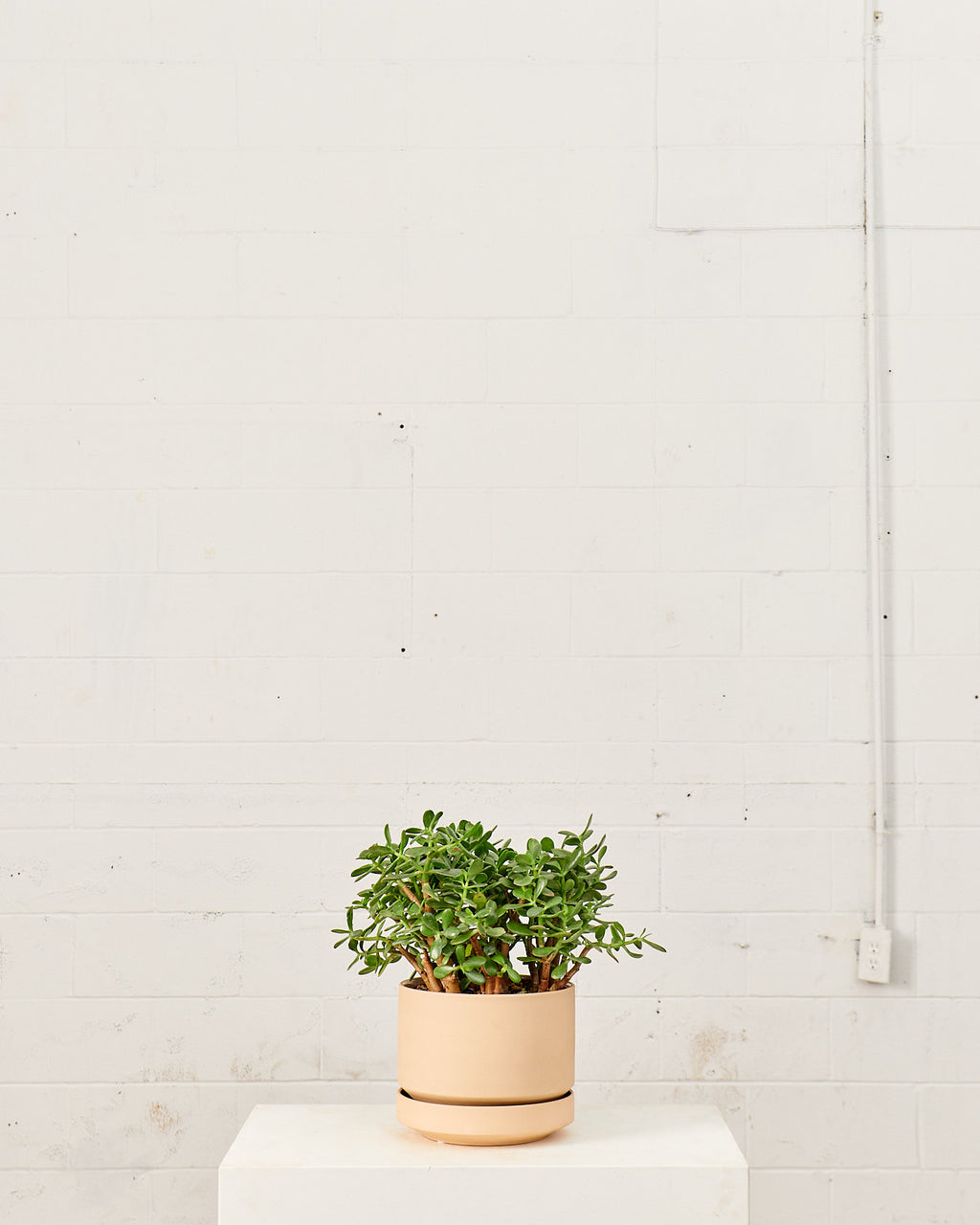 Round Two Ceramic Planter with Drainage and Tray | 10 inch Diameter