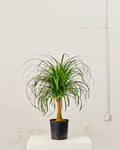 PONYTAIL PALM 10" Grower Pot
