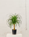 PONYTAIL PALM 10" Grower Pot