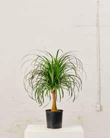  PONYTAIL PALM 10" Grower Pot