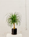 PONYTAIL PALM 10" Grower Pot