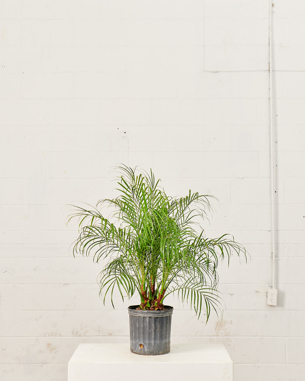 Date Palm: Phoenix roebelenii - 10 inch pot - 3-4 foot tall