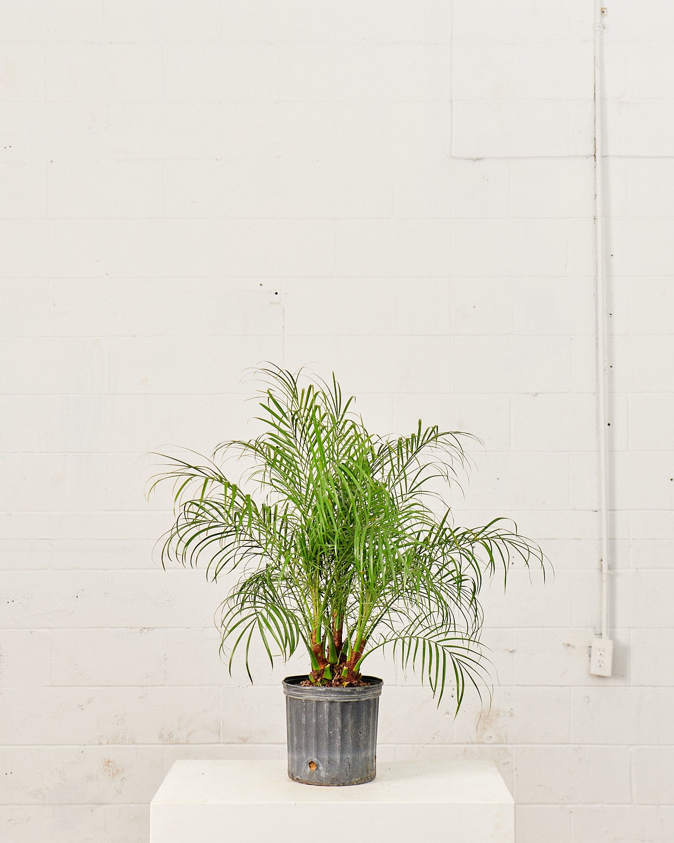 Date Palm: Phoenix roebelenii - 10 inch pot - 3-4 foot tall