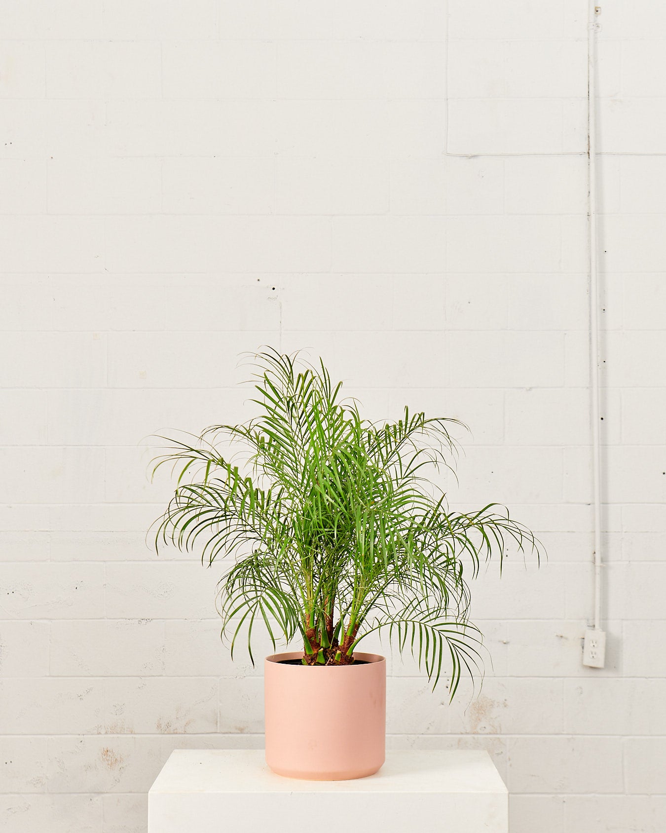 Date Palm: Phoenix roebelenii - 10 inch pot - 3-4 foot tall