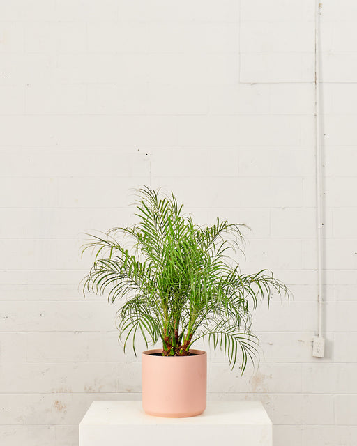 KENDALL PINK PLANTER Medium 10.75 Inch