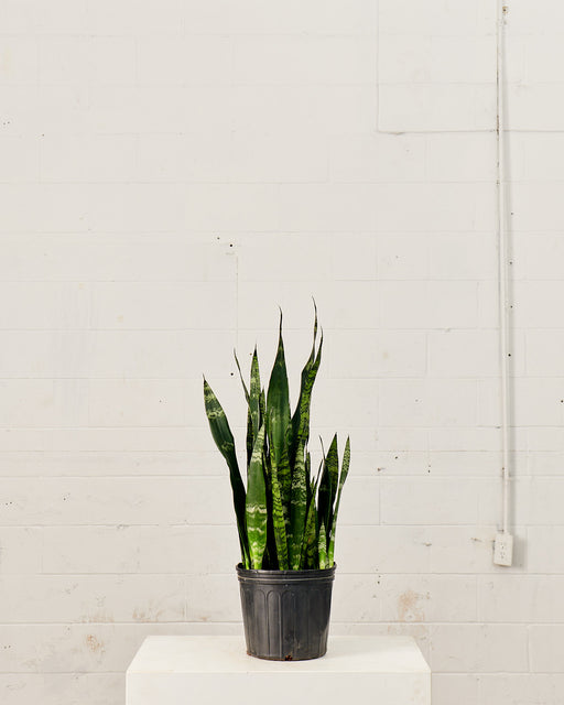 SNAKE PLANT (SANSEVIERIA 'BLACK CORAL') 10" Grower Pot (2 - 2.5 ft tall)