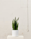 Black Coral Snake Plant: Sansevieria trifasciata - 10 inch pot - 2-3 foot tall