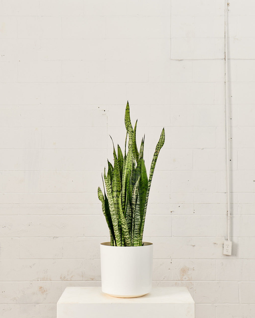 Atlas Plastic Planter in 12 inch | 10 inch Nursery Pot