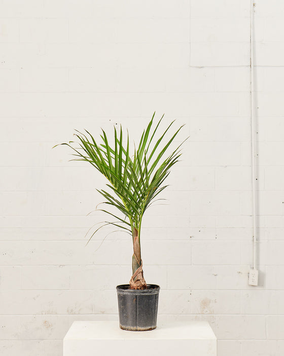 SPINDLE PALM 10" Grower Pot (4-4.5' Tall)