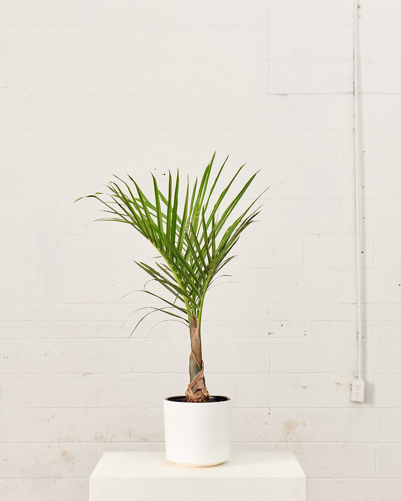 angel palm plant Spindle Palm: Hyophorbe verschaffeltii - 10 inch pot