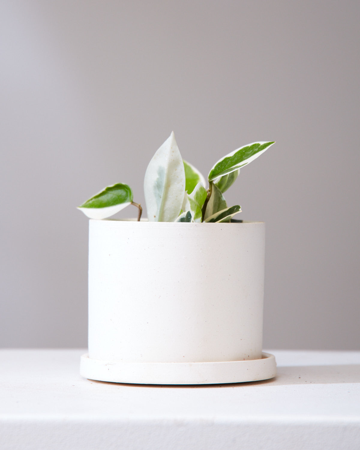 Krimson Queen Wax Plant: Hoya carnosa - 4 inch pot