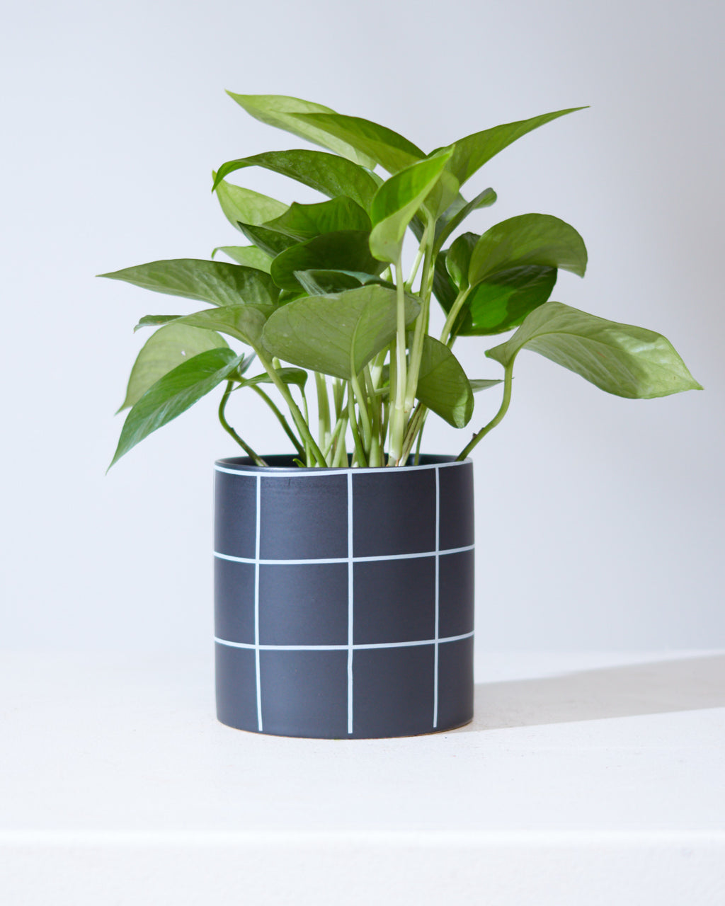 Jade Pothos: Epipremnum aureum - 4 inch pot