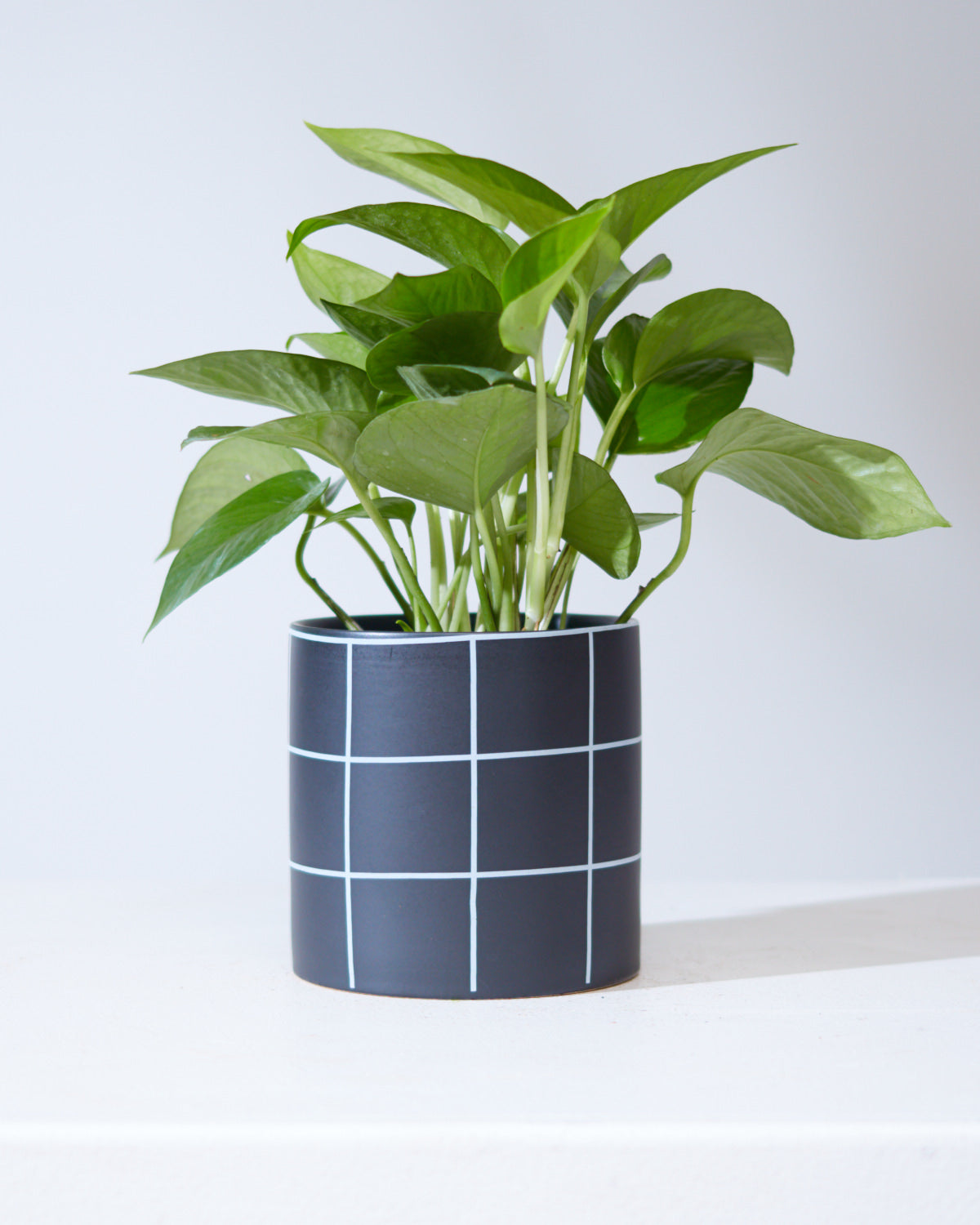 Jade Pothos: Epipremnum aureum - 4 inch pot