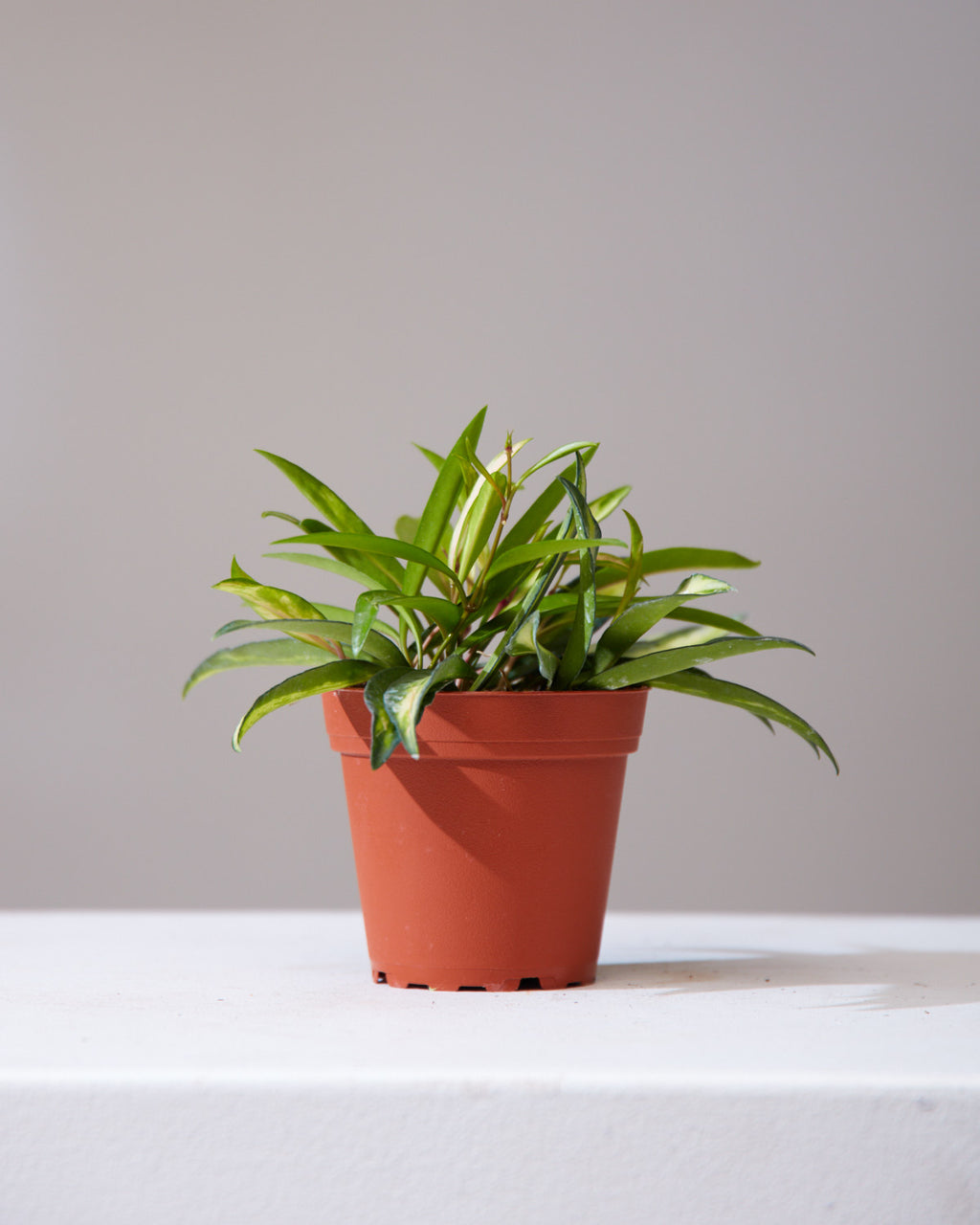 VARIEGATED HOYA KENTIANA 4" Grower Pot
