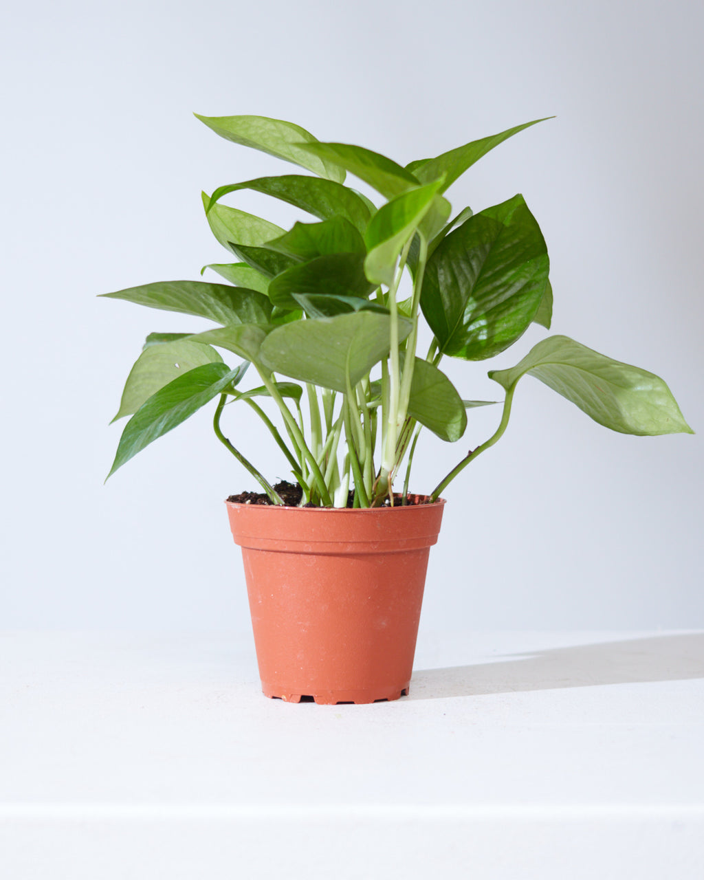 Jade Pothos: Epipremnum aureum - 4 inch pot
