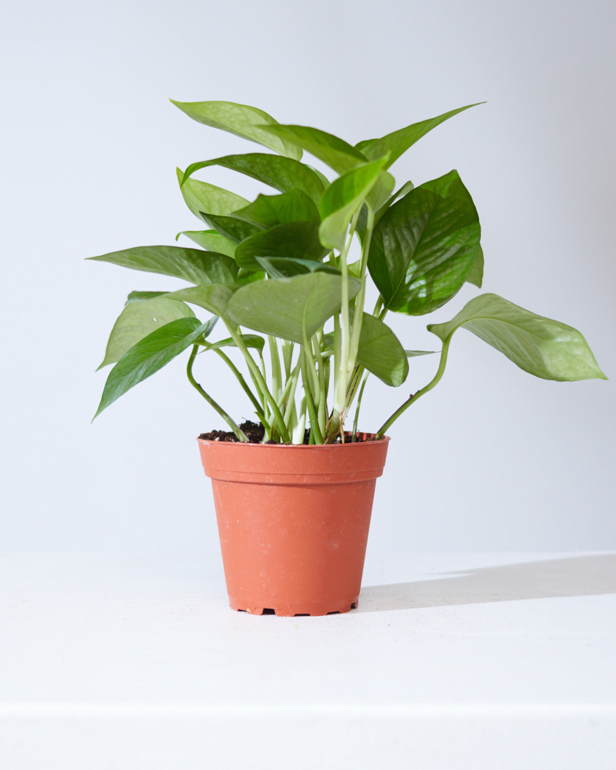 Jade Pothos: Epipremnum aureum - 4 inch pot