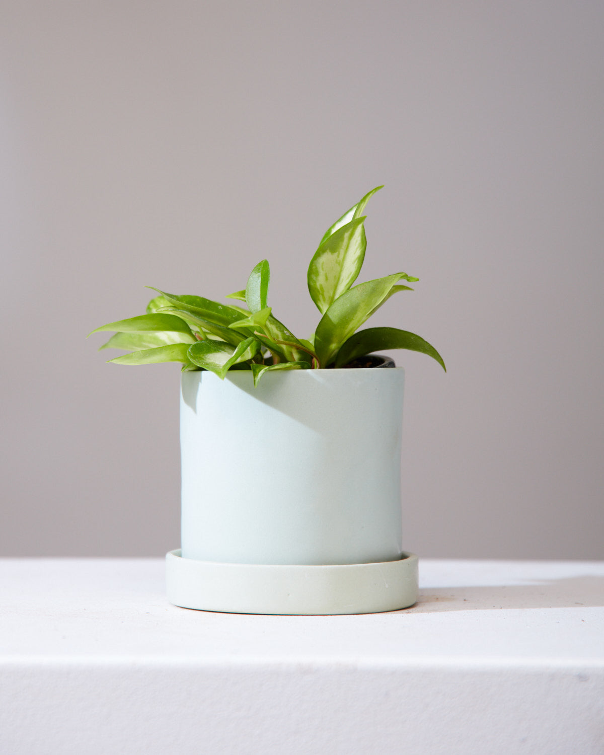 HIGH NOON ARTIST EDITION PLANTER - Small 4 Inch