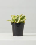 Variegated Baby Rubber Plant: Peperomia obtusifolia 'Variegata' - 4 inch pot