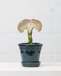 White Grafted Coral Cactus: Euphorbia lactea 'Cristata' - 6 inch pot