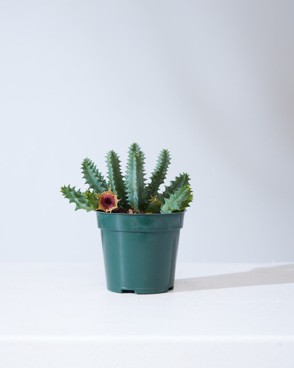 HUERNIA ZEBRINA 'LIFE SAVER CACTUS' 4" Grower Pot