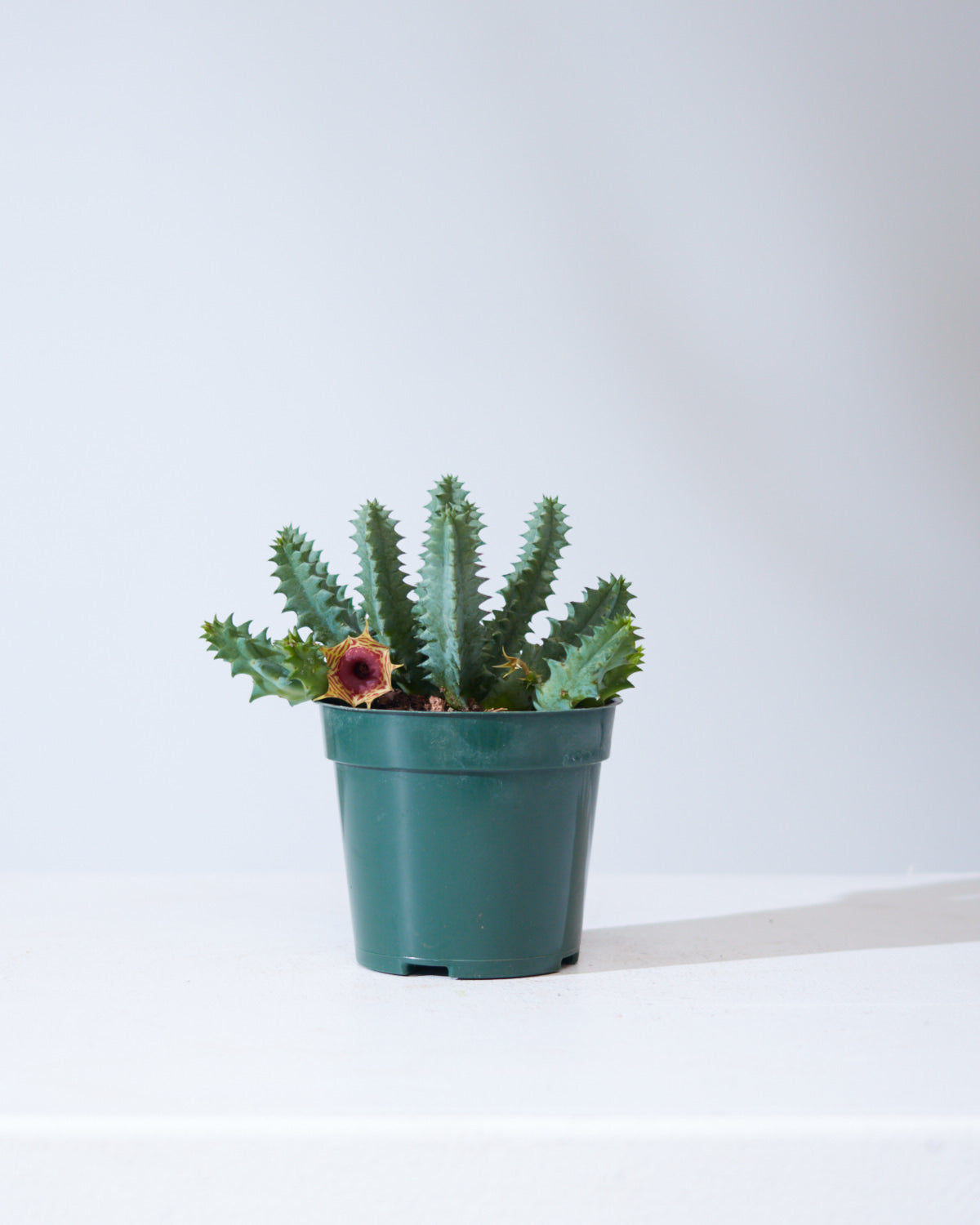 HUERNIA ZEBRINA 'LIFE SAVER CACTUS' 4" Grower Pot
