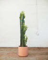 CACTUS 14 INCH. Grower Pot "EUPHORBIA TRIGONA" (5-6ft tall)