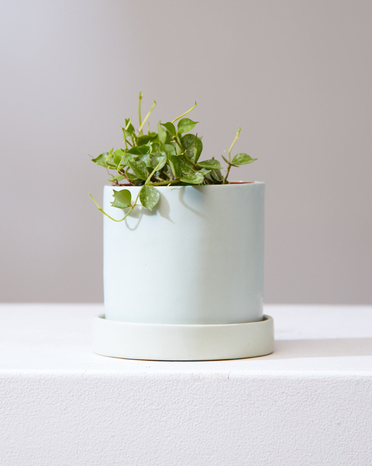 Wax Plant: Hoya curtisii 'Aloha' - 4 inch pot