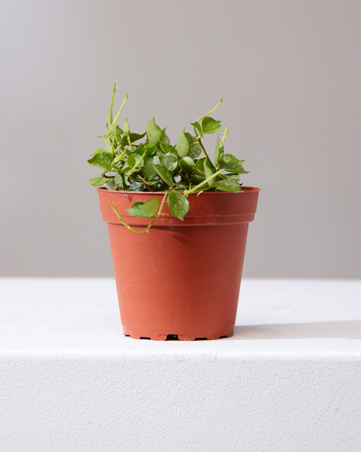 Wax Plant: Hoya curtisii 'Aloha' - 4 inch pot